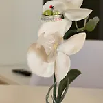 El Caballito De Mar